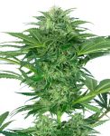 SEMILLA FEMINIZADA SKUNK DREAM CBD SENSI SEEDS X3