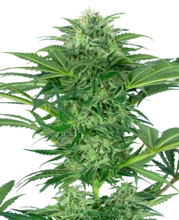 SEMILLA FEMINIZADA SKUNK DREAM CBD SENSI SEEDS X3
