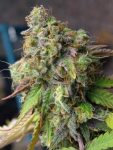 SEMILLA FEMINIZADA 4K SILVER RIVER SEEDS X5