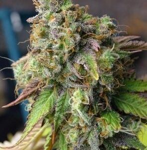 SEMILLA FEMINIZADA 4K SILVER RIVER SEEDS X5