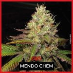 SEMILLA FEMINIZADA MENDO CHEM SILVER RIVER SEEDS X5