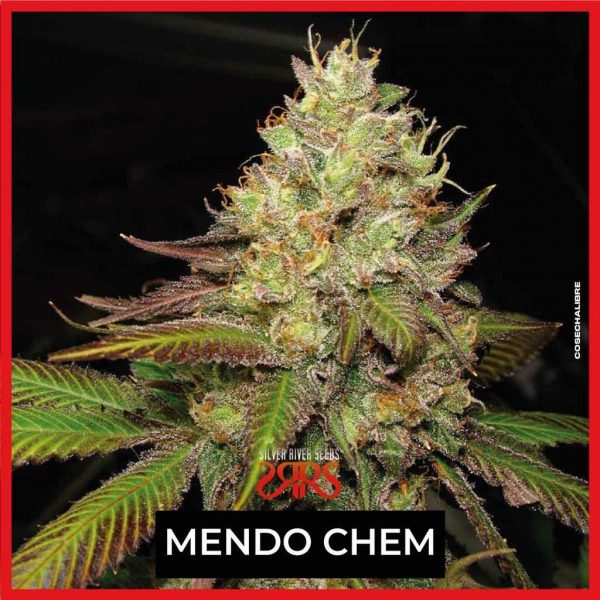 SEMILLA FEMINIZADA MENDO CHEM SILVER RIVER SEEDS X5