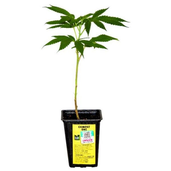 ESQUEJE CANNPAT ONE