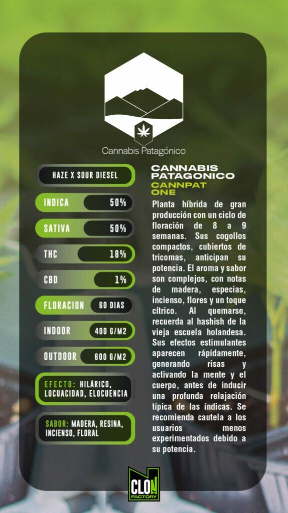 ESQUEJE CANNPAT ONE