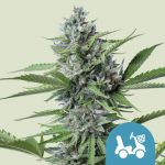 ROYAL QUEEN SEEDS FAST EDDY CBD X3 AUTO