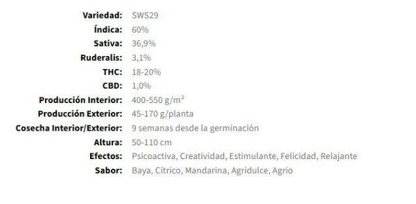 SEMILLA AUTOMATICA CREAM MANDARINE XL AUTO X3 + 1 SWEET SEEDS