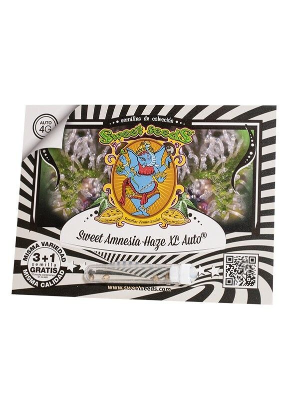 SEMILLA AUTOMATICA SWEET SEEDS SWEET AMNESIA HAZE XL X 3 + 1